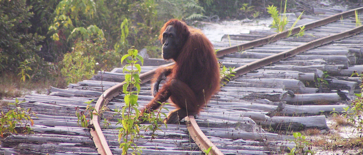 Orangutan 2