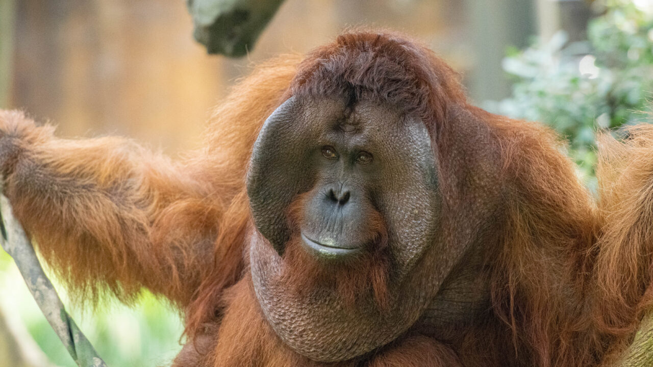 Orangutan 3